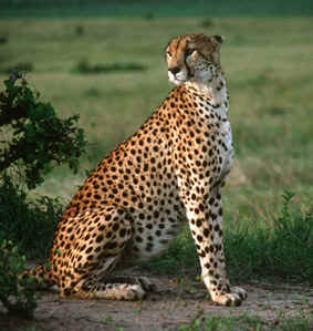 Gepard-Masai-Mara-Horst-Pritz.jpg (63609 Byte)